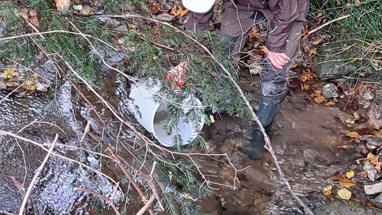 Ansiedelung des Steinkrebses im neuen Lebensraum Urnbach, © © Naturpark Ybbstal Ansiedelung des Steinkrebses im neuen Lebensraum Urnbach, © © Naturpark Ybbstal