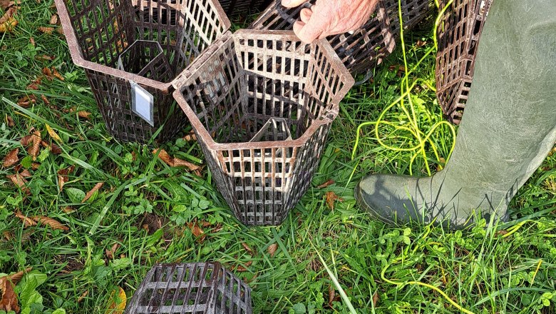 Vorbereitung und Bestückung der Reusen mit Ködern zur Erfassung des Signalkrebses, © © Naturpark Ybbstal Vorbereitung und Bestückung der Reusen mit Ködern zur Erfassung des Signalkrebses, © © Naturpark Ybbstal