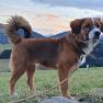 Haushund - Nico, © Melanie Schweighuber Haushund - Nico, © Melanie Schweighuber