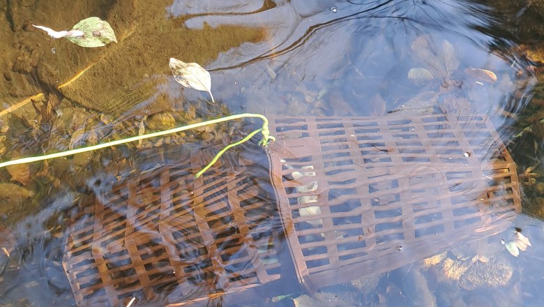 Reusenfang im Urnbach zum Nachweis bestehender Signalkrebsbestände, © © Naturpark Ybbstal Reusenfang im Urnbach zum Nachweis bestehender Signalkrebsbestände, © © Naturpark Ybbstal