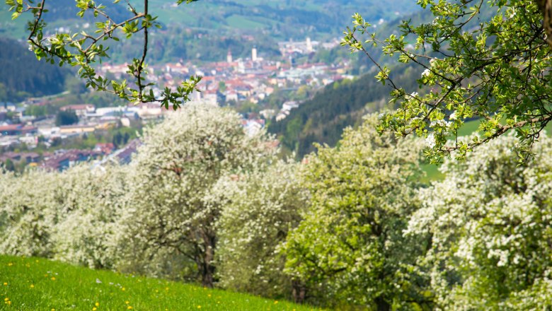 Obstbaumblüte, © Stadt Waidhofen a/d Ybbs