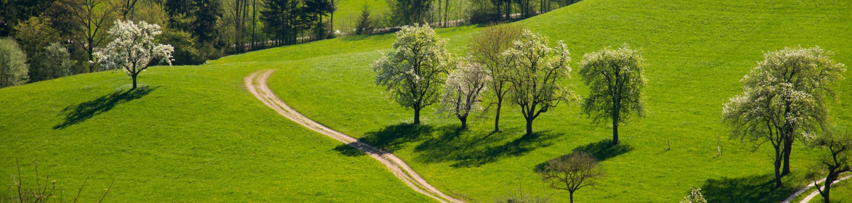 Obstbaumblüte, © Stadt Waidhofen a/d Ybbs