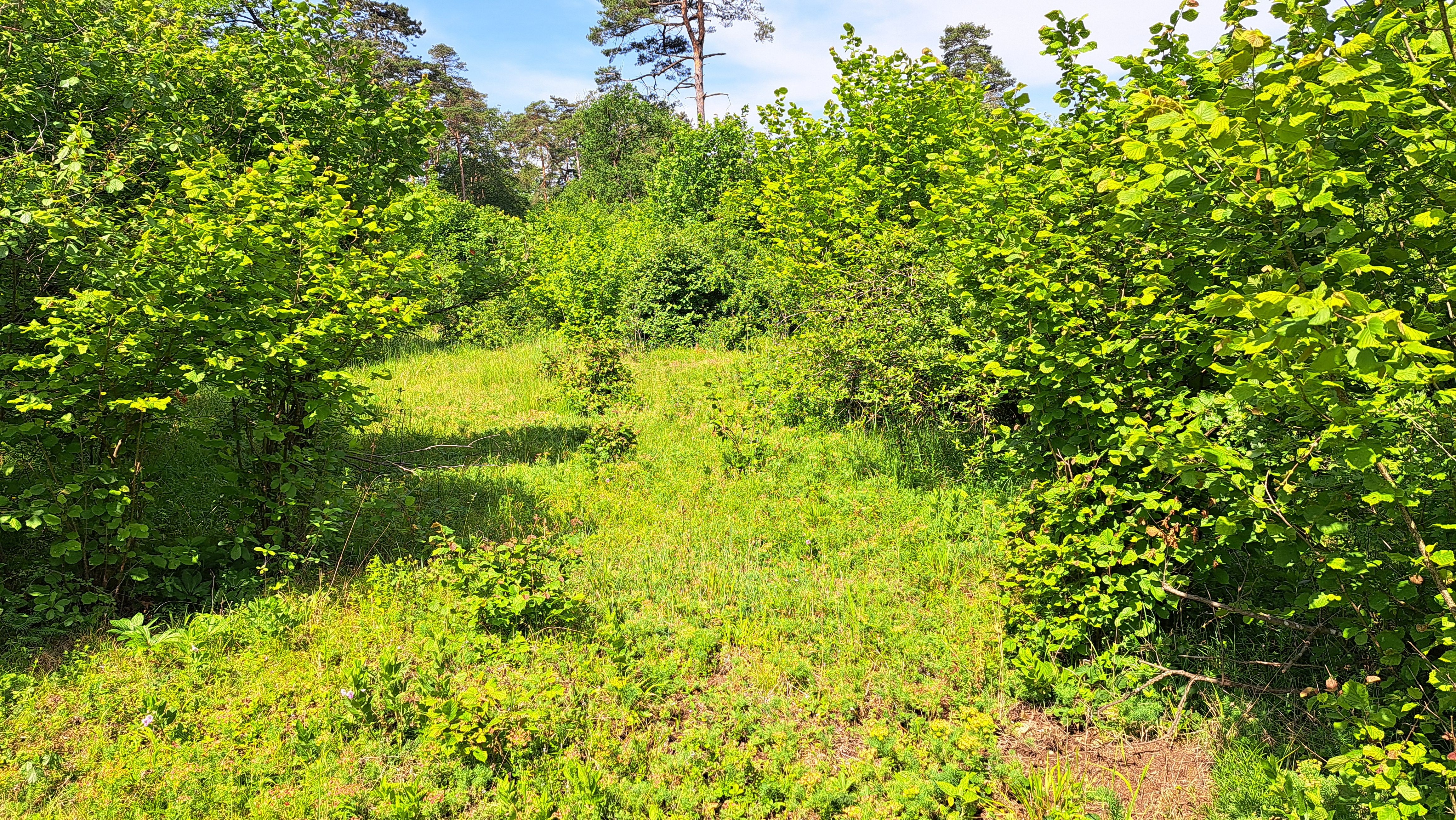 Forstheide Amstetten