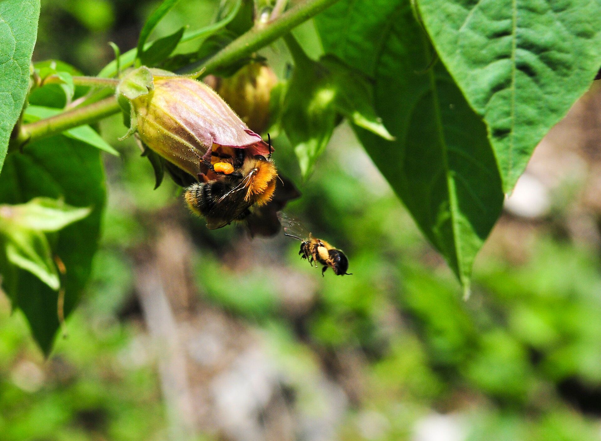 Inmitten der üppigen Vegetation summt das Leben. Bienen fliegen geschäftig von Blüte zu Blüte und tragen zur Blütenpracht des Sommers bei. Die sanften Hügel und das Spiel von Licht und Schatten schaffen eine harmonische Atmosphäre, die zum Verweilen einlädt.