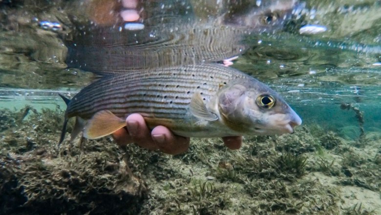 Fischen, © Gemeinde Opponitz