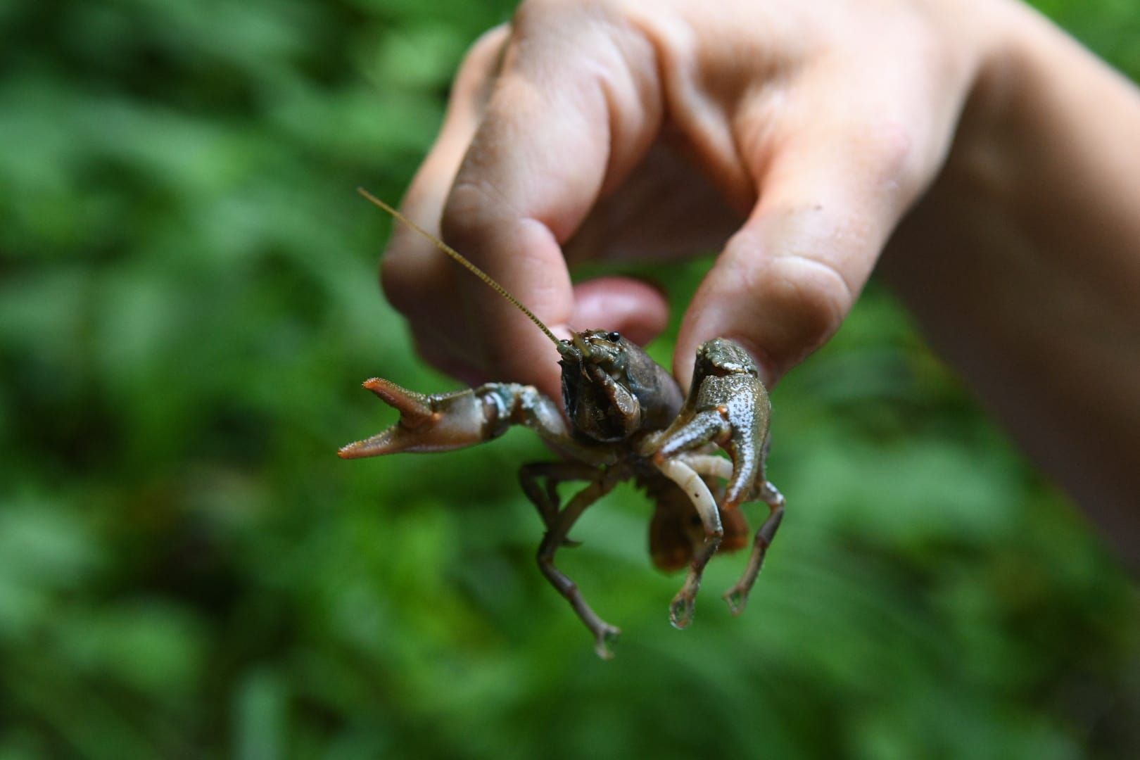 Biodiversität im Fluss