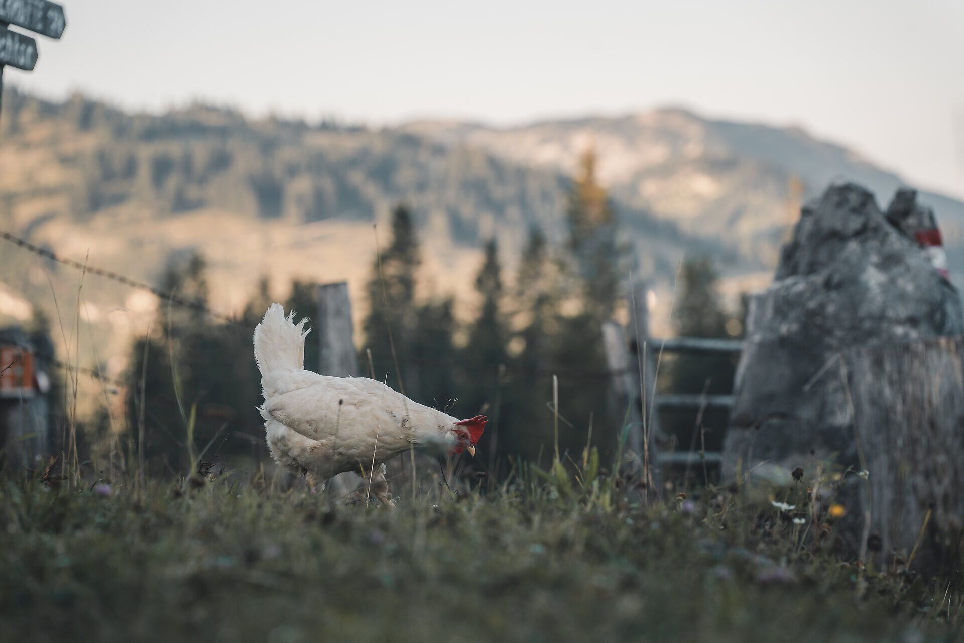 Weißes Huhn auf einer Almwiese auf der Schwarzalm bei Göstling.