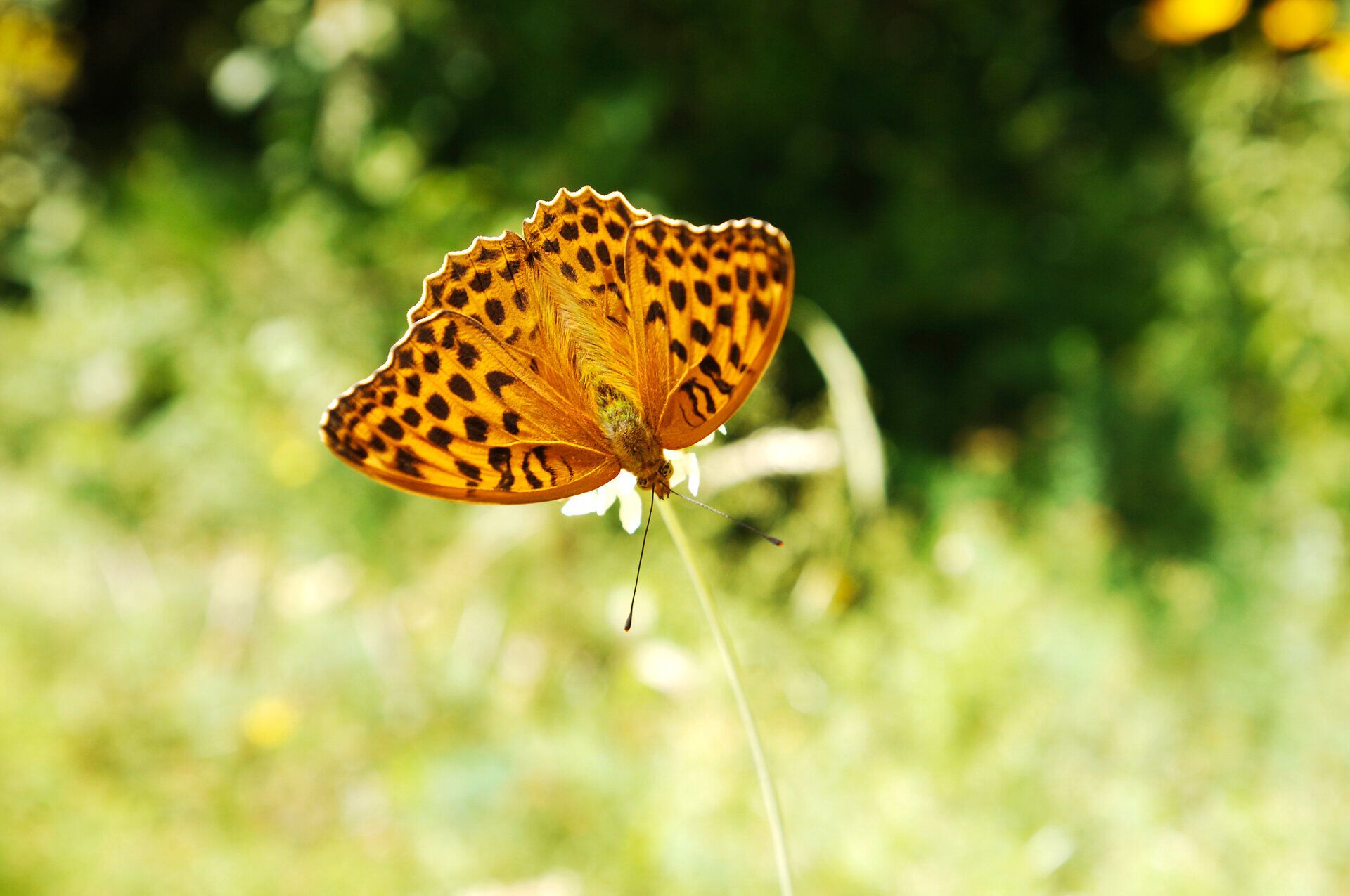 Ein strahlend schöner Sommertag im Naturpark Föhrenberge, wo die bunten Schmetterlinge über die blühenden Wiesen tanzen. Die warmen Sonnenstrahlen kitzeln die Haut und laden dazu ein, die frische Luft und die atemberaubende Natur zu genießen.