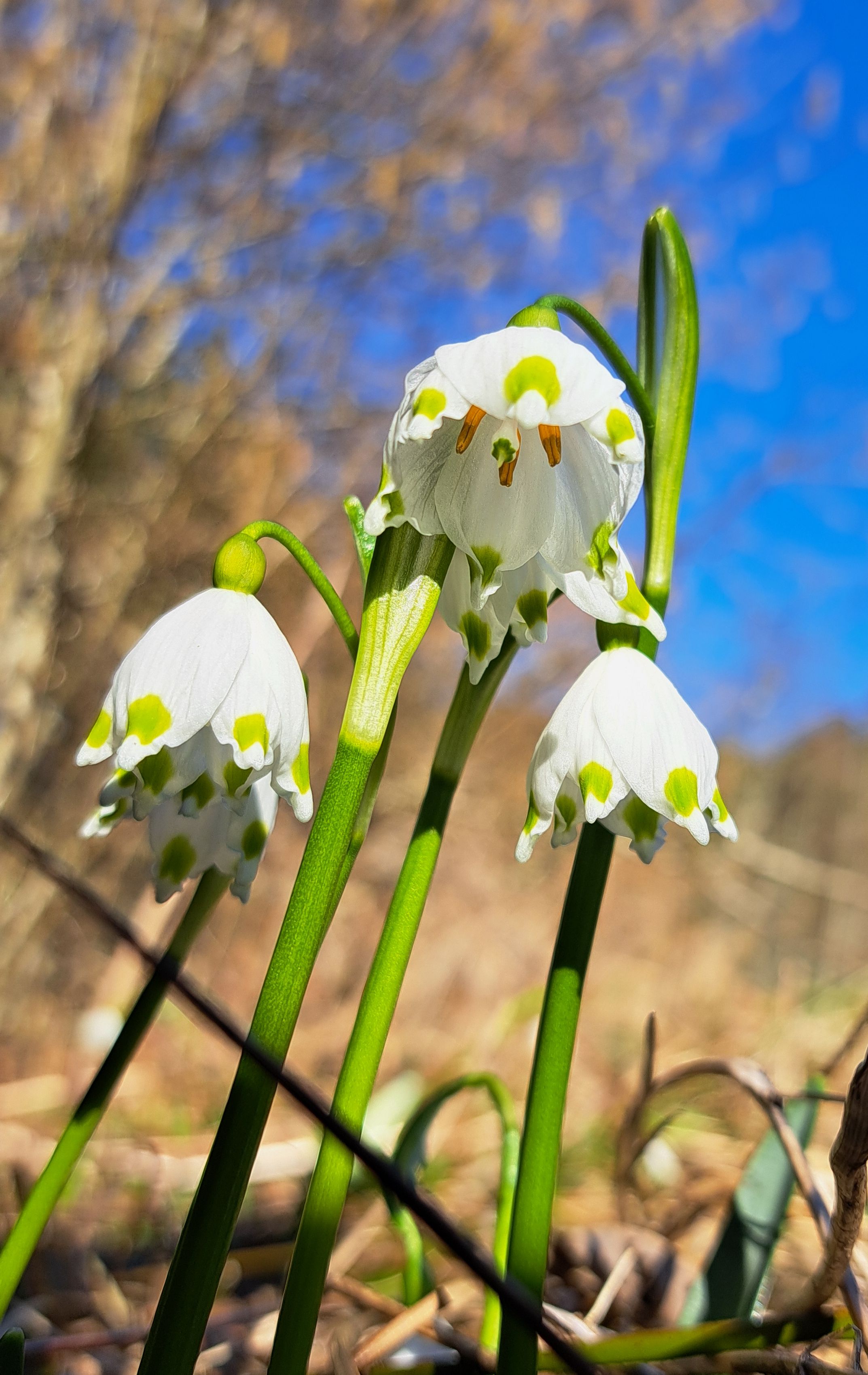Frühlingsknotenblume