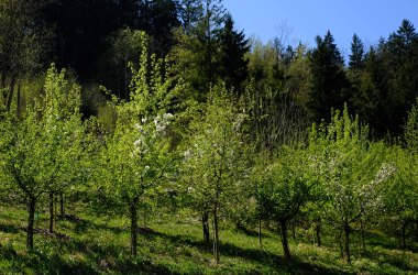 Waldgarten, © Stadt Waidhofen a/d Ybbs