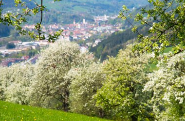 Obstbaumblüte, © Stadt Waidhofen a/d Ybbs