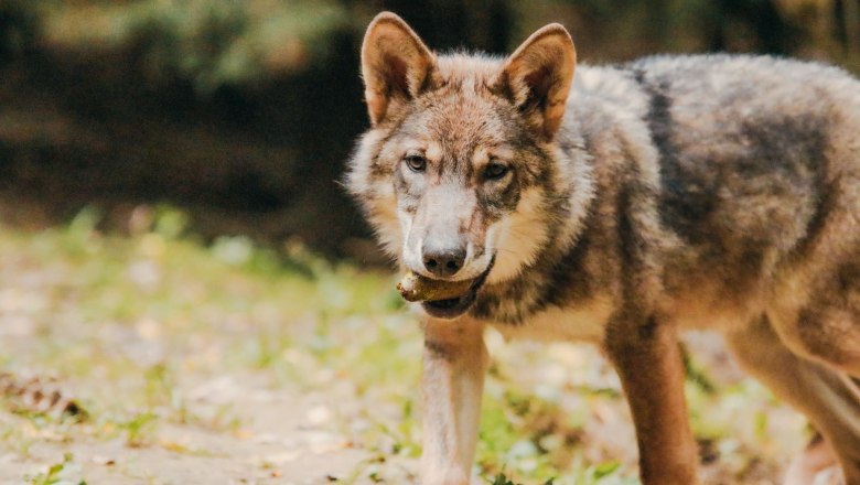Der Wolf im Tierpark Buchenberg, © Tierpark Buchenberg