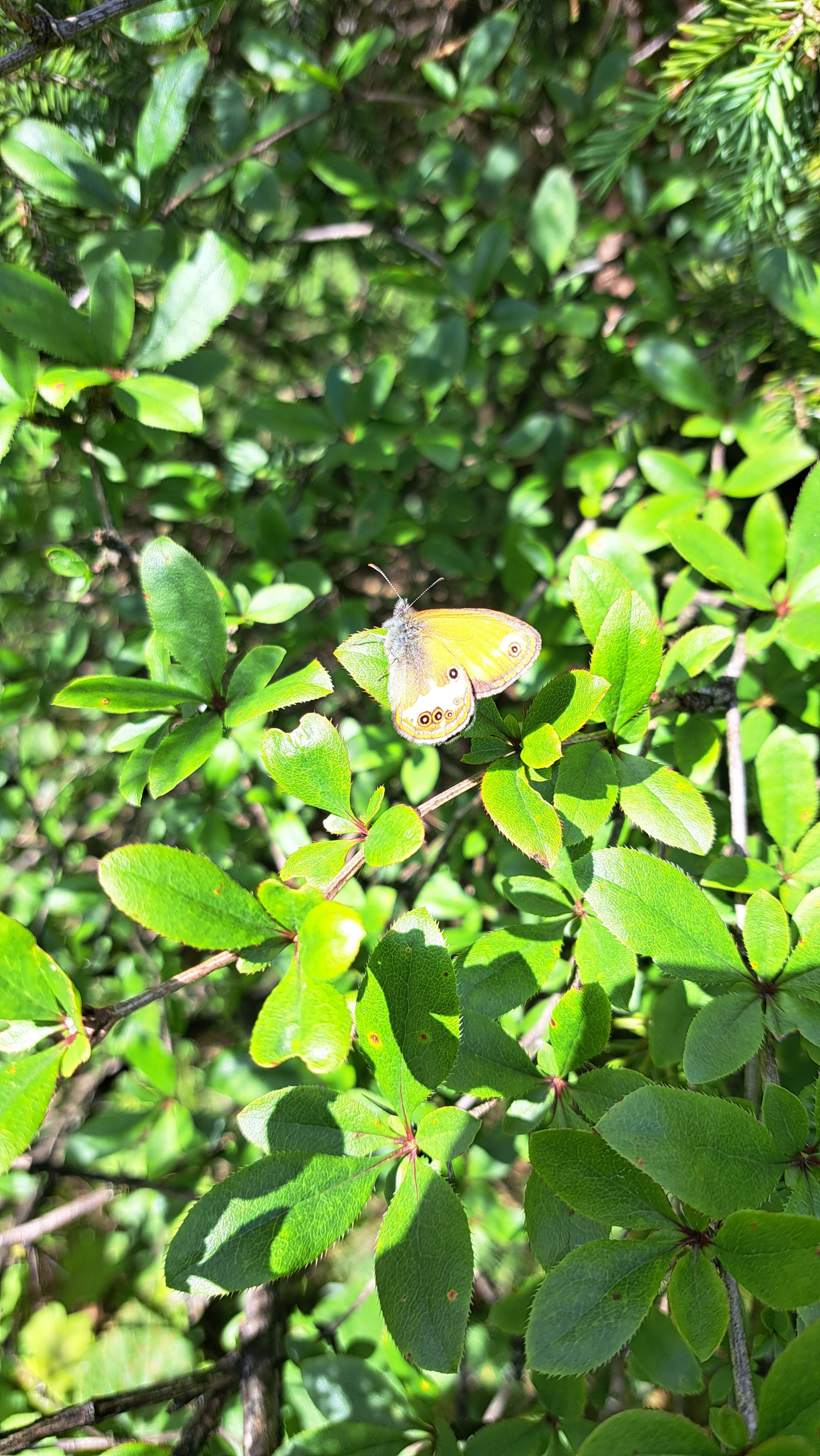 Schmetterling auf einem Ast