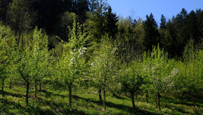 Waldgarten, © Stadt Waidhofen a/d Ybbs