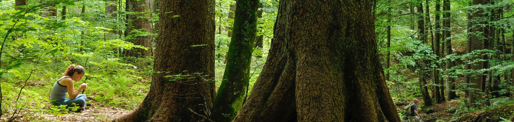 Auszeit im Wald