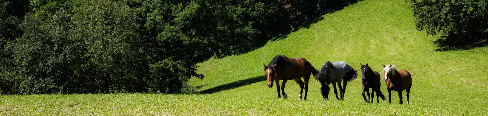 Reiten, © Stadt Waidhofen a/d Ybbs