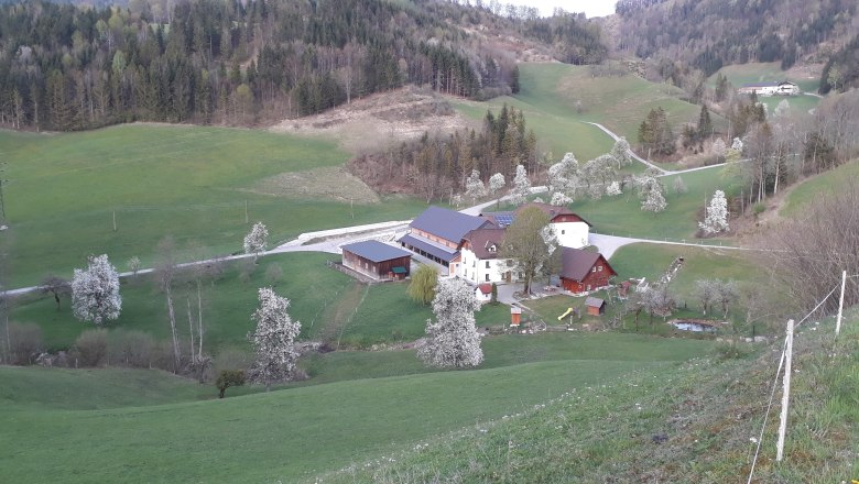 inmitten von grünen Wiesen, © Andrea Kronsteiner