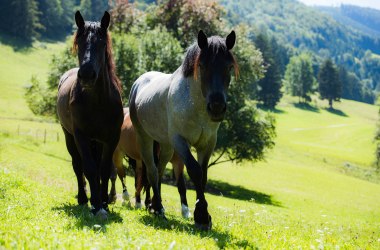 Reiten, © Stadt Waidhofen a/d Ybbs